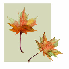 Marle pattern.Image on a white and colored. Watercolor.