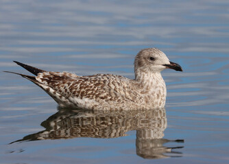 European herring gull
