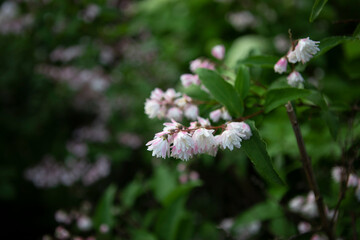 Close up macro photo of flowers on the tree