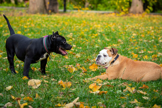 English bulldog and American Bully playing in the meadow