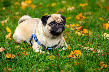 Fototapeta premium Funny young pug lies on the grass with fallen leaves.