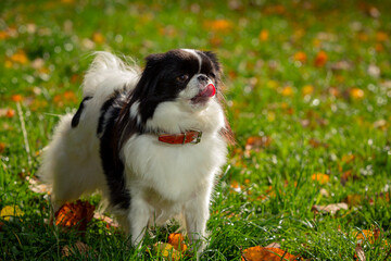 Dog breed Japanese chin plays on a green field