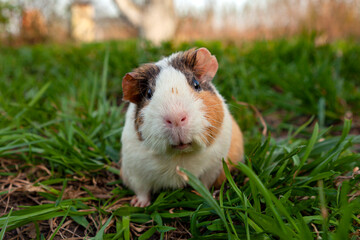 Guinea pig walks on the grass.