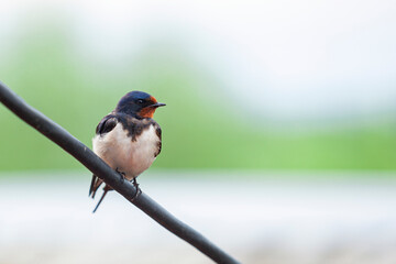 Barn swallow sits on a wire close-up..