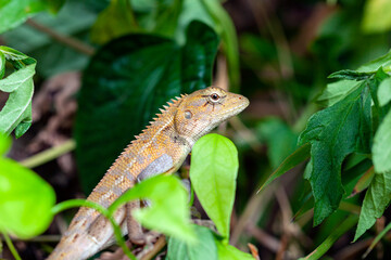 Lizard close - up . Asian Wildlife Photography