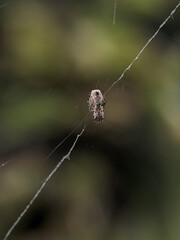 spider on a web