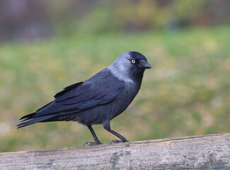 Western jackdaw
