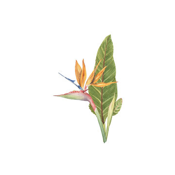 Strelitzia flowers with leaves watercolor design