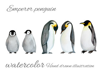 手書きの可愛いペンギンの親子の水彩画素材 - obrazy, fototapety, plakaty