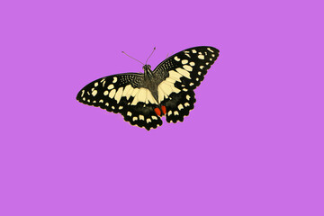 Female eyed hawk-moth isolated on purple background