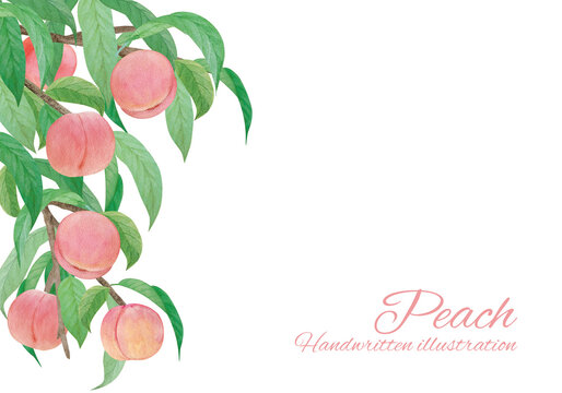 桃 イラスト Images Browse 3 449 Stock Photos Vectors And Video Adobe Stock 桃 イラスト Images Browse 3 449 Stock Photos Vectors And Video Adobe Stock