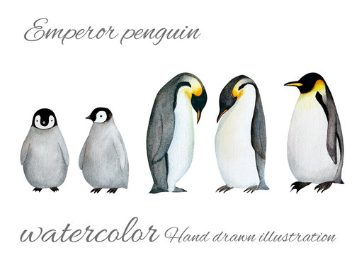 手書きの可愛いペンギンの親子の水彩画素材