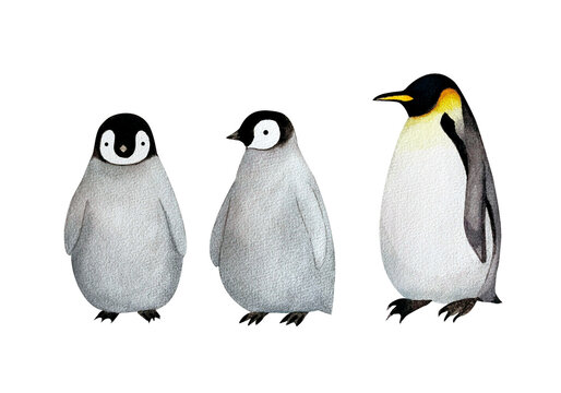 手書きの可愛いペンギンの親子の水彩画素材