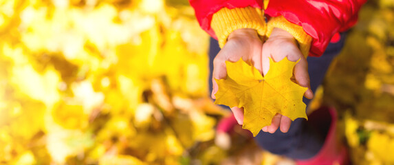 Naklejka na ściany i meble Dry yellow maple leaf in children's palms - autumn mood, change of season