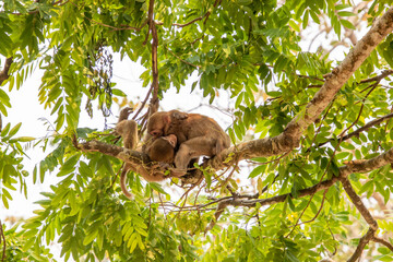 Fototapeta premium Macaques at the monkey temple in Chiang Rai, Thailand