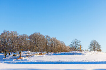 Oak grove on a hill in a winter landscape view