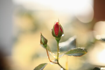 薔薇の蕾のアップ