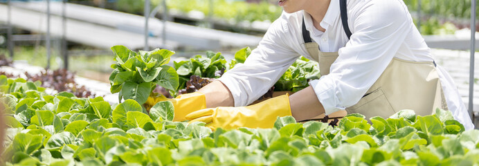 Owner of a hydroponics vegetable garden inspects agricultural produce in a greenhouse in...