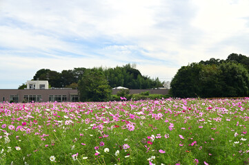 コスモス