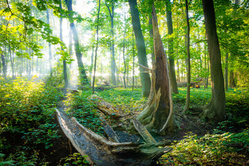 Toter Baum am Bach im Wald an einem Morgen im Herbst