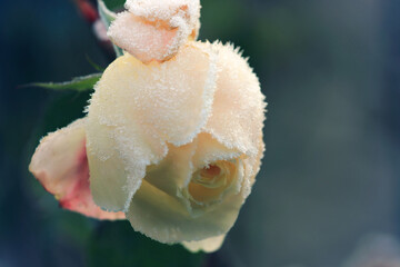 Fototapeta na wymiar Closeup of vintage retro roses in winter with frozen frost on the petals on a cold winters day.