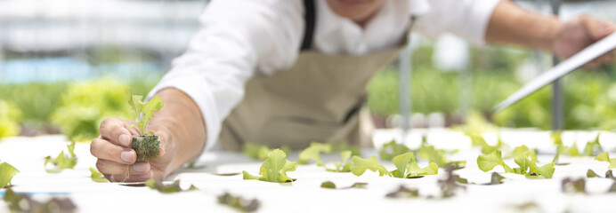 Owner of the hydroponics vegetable garden is checking the quality of the vegetables and checking or...