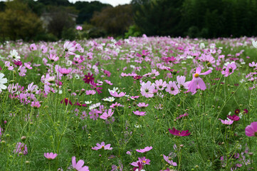 コスモス