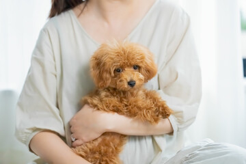 ペット プードル トイプードル 愛犬 家族