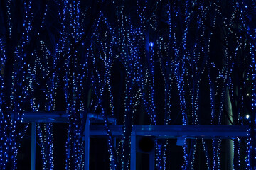 青色のイルミネーションがほどこされた縦に枝が伸びるたくさんの木々