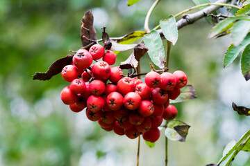 berries on a tree