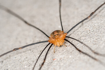 spider macro photo