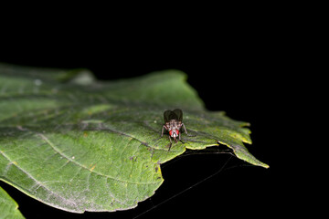 fly on a leaf