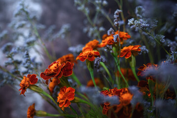 Flower background. Marigolds and blue dried flowers.