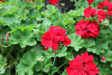 Calliope Geranium Calliope Big Red in Roma Street Parklands Australia