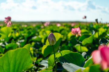 A pink lotus flower sways in the wind, Nelumbo nucifera. Against the background of their green leaves. Lotus field on the lake in natural environment.