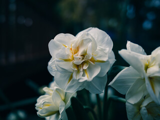 Jonquil flower