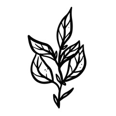 leaf illustration hand drawn for design element.