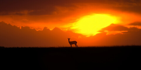 Fototapeta na wymiar Roe deer, Capreolus capreolus. Majestic roe deer standing on the horizon at sunset. Beautiful colorful dramatic sky with clouds at sunset with rooe deer.