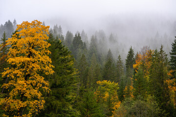 Herbstliche Waldlandschaft im Nebel