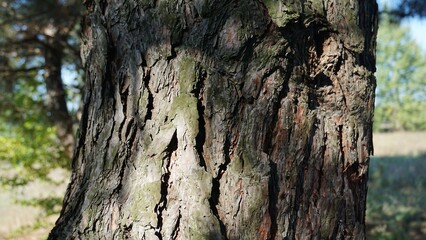texture of the bark of a tree trunk in the forest