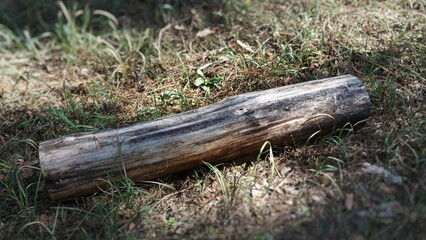 a log lies in the forest