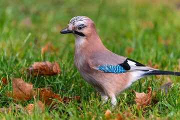 The jay bird stands on the grass among the fallen autumn leaves, close-up. Jay bird. Bird on the grass