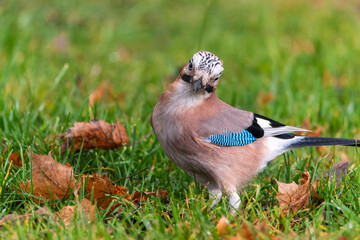 Single Eurasian Jay bird - latin Garrulus glandarius. Bird on the grass