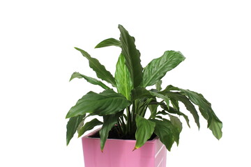 Spathiphyllum grows in a pink pot on a white isolated background.