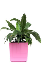 Spathiphyllum grows in a pink pot on a white isolated background.