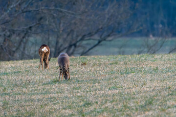 Deer in the meadow. Deer with antlers. Deer in the grass. Roe deer in the woods. Deer in the forest