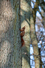 Red squirrel in the tree