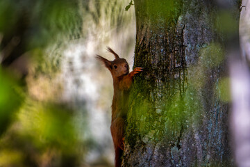 Red squirrel in the tree