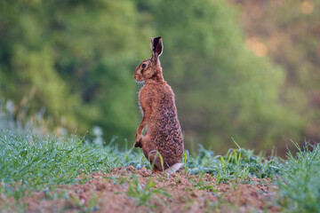 Rabbit in a field. Rabbit in the grass. Portrait of a hare