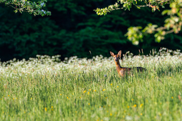 Deer in the meadow. Deer with antlers. Deer in the grass. Roe deer in the woods. Deer in the forest